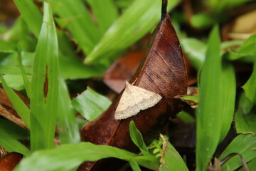 Gesonia obeditalis brown moth on the floor