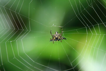 Upside Down Hasselt Spiny Spider on a web