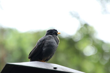 Javan Mynah on a lamppost under the sun