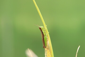 Short winged rice grasshopper under the sun