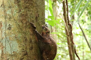 Sunda colugo in a nature reserve under the shade in a reserve