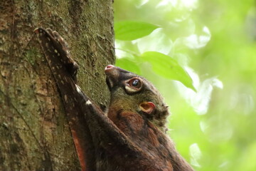 Sunda colugo in a nature reserve under the shade in a reserve
