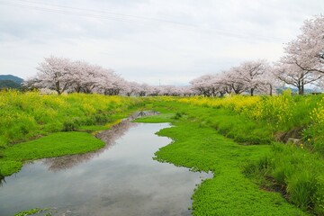 Fototapeta na wymiar 桜と菜の花と川に映る桜