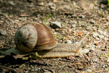 Snail with house on forest path -Helicidae -
