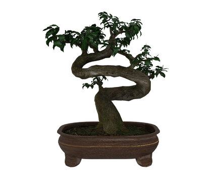 3d rendering A realistic Moyogi style bonsai