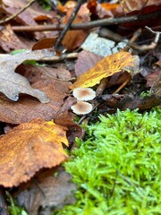 mushroom, ground, hat, vegetable, botanic, background, autumn, moss, green, grass, fungus, brown, forest, plant, beautiful, close-up, closeup, colour, delicious, macro, raw, fungal, season, congested