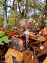 mushroom, ground, hat, vegetable, botanic, background, autumn, moss, green, grass, fungus, brown, forest, plant, beautiful, close-up, closeup, colour, delicious, macro, raw, fungal, season, congested