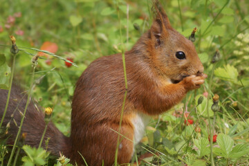 squirrel in the park
