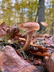 Fototapeta premium mushroom, ground, hat, vegetable, botanic, background, autumn, moss, green, grass, fungus, brown, forest, plant, beautiful, close-up, closeup, colour, delicious, macro, raw, fungal, season, congested