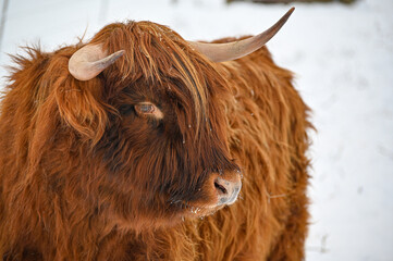 Higland cattle standing in snow Kumla Sweden