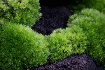 Close up Green Moss on the rock for background