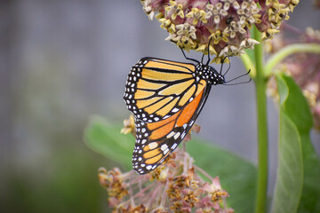 Monarch Butterfly on Milkweed Plant