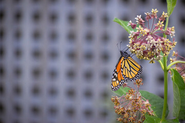 Monarch Butterfly on Milkweed Plant