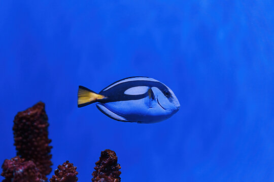 macro photography underwater paracanthurus hepatus