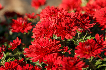 beautiful bushes of chrysanthemum flowers red colors