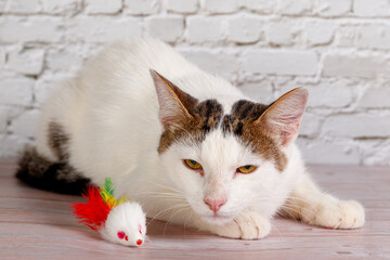 beautiful white cat lies with toys close-up