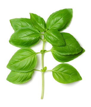 Branch of fresh green sweet basil, from above. Also known as great or Genovese basil, Ocimum basilicum, a culinary herb in the mint family Lamiaceae. A tender plant, used in cuisines worldwide. Photo