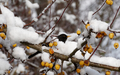 A blackbird looks out of a snowy branch