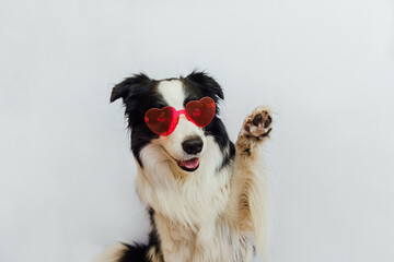 St. Valentine's Day concept. Funny puppy dog border collie in red heart shaped glasses waving paw isolated on white background. Dog in love celebrating valentines day. Love lovesick romance postcard