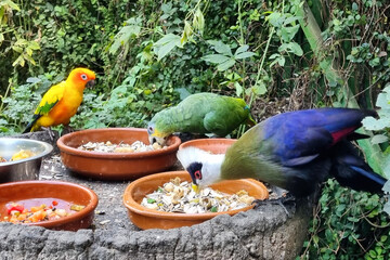 Exotic birds, parrots and pigeon eating in tropical zoo.