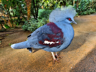 Exotic bird Goura Victoria pigeon in topical forest.