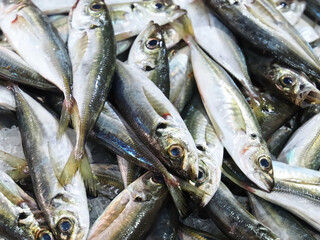 Raw fresh sea fish at a fish market