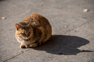 cat on the ground