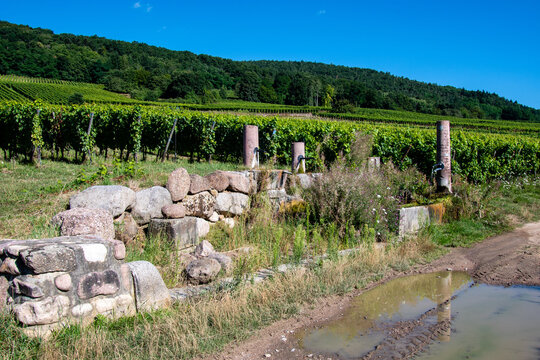 Fontaines rustiques située dans le vignoble alsacien, Riquewihr, Kaysersberg vignoble, CEA, Alsace, Vosges alsacienne, Grand Est, France