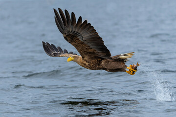 White Tailed Eagle (Haliaeetus albicilla), also known as Eurasian sea eagle and white-tailed...