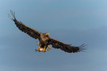White Tailed Eagle (Haliaeetus albicilla), also known as Eurasian sea eagle and white-tailed sea-eagle. The eagle is flying to catch a fish in the delta of the river Oder in Poland, Europe.