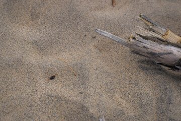 Sand and twig