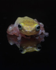 frog and refleksi 