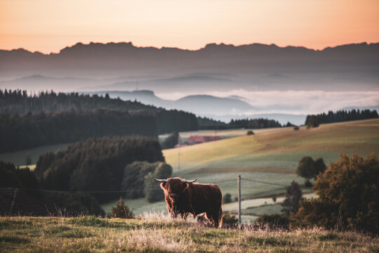 Hochland-Rind vor Alpenpanorama
