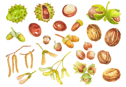 Abstract watercolor collection of autumn nuts, seeds and beans. Hand drawn nature design elements isolated on white background.