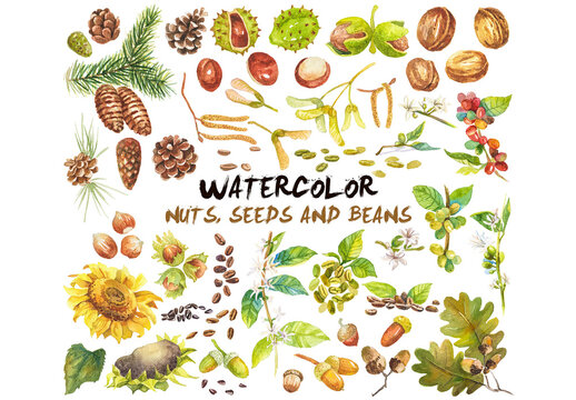 Abstract watercolor collection of autumn nuts, seeds and beans. Hand drawn nature design elements isolated on white background.