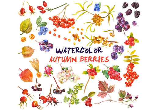 Abstract watercolor collection of autumn berries. Hand drawn nature design elements isolated on white background.