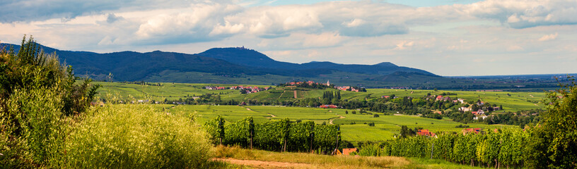 Fototapeta na wymiar Zellenberg surplombant le vignoble alsacien sur le piémont vosgien, CEA, Alsace, Vosges alsacienne, Grand Est, France