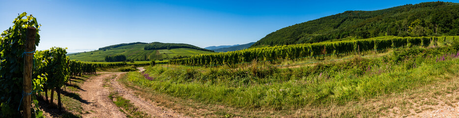 Obraz premium Promenade dans le vignoble alsacien, Kaysersberg vignoble, CEA, Grand Est, Alsace, France