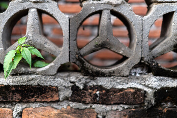 Plants emerge from the perforated concrete walls