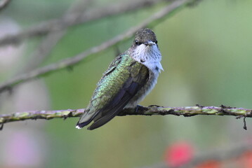 Juvenile hummingbird saying hello on a branch