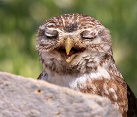 a yawning little owl bird
