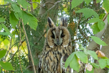 Obraz premium a longed eared owl sitting inside a forest and waiting for the night to come