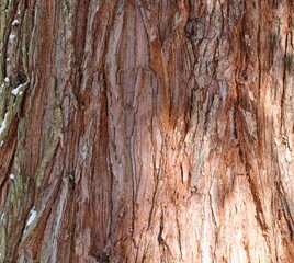 bark of tree