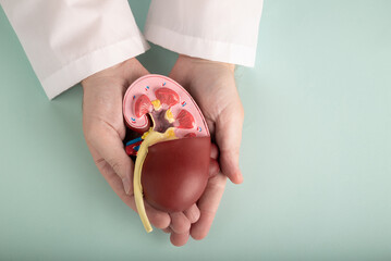 The healthy kidney model in doctor palm hand on blue background