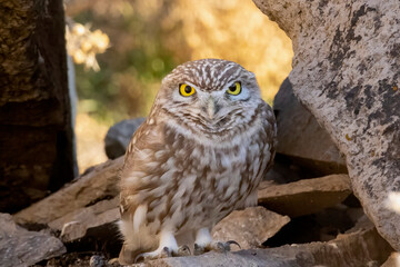 a cute little owl bir looking at you. little owl is the symbol of wisdom in different cultures. it...