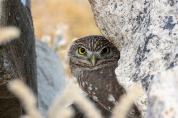 a cute little owl bir looking at you. little owl is the symbol of wisdom in different cultures. it is the symbol af Athene in Greek myhtology also its name in latin is athenae noctuae