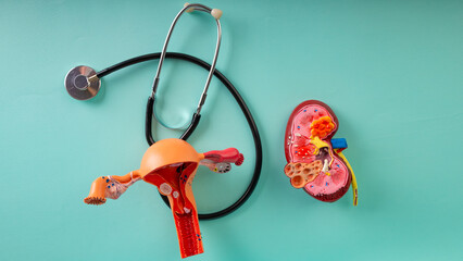 mockup kidney, model of female reproductive system and stethoscope lies on a blue background - obrazy, fototapety, plakaty