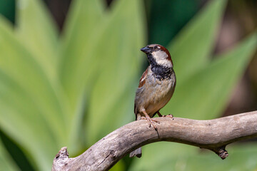 The sparrow also know as Pardal or Gorrion singing perched on the branch. Species Passer domesticus. Animal world. Birdwatching.