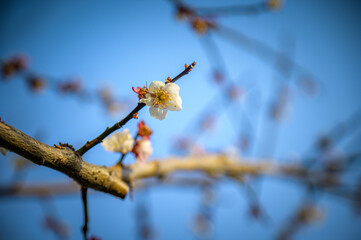 branch of a cherry tree