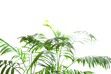Green leaves of a tropical plant on a white background.